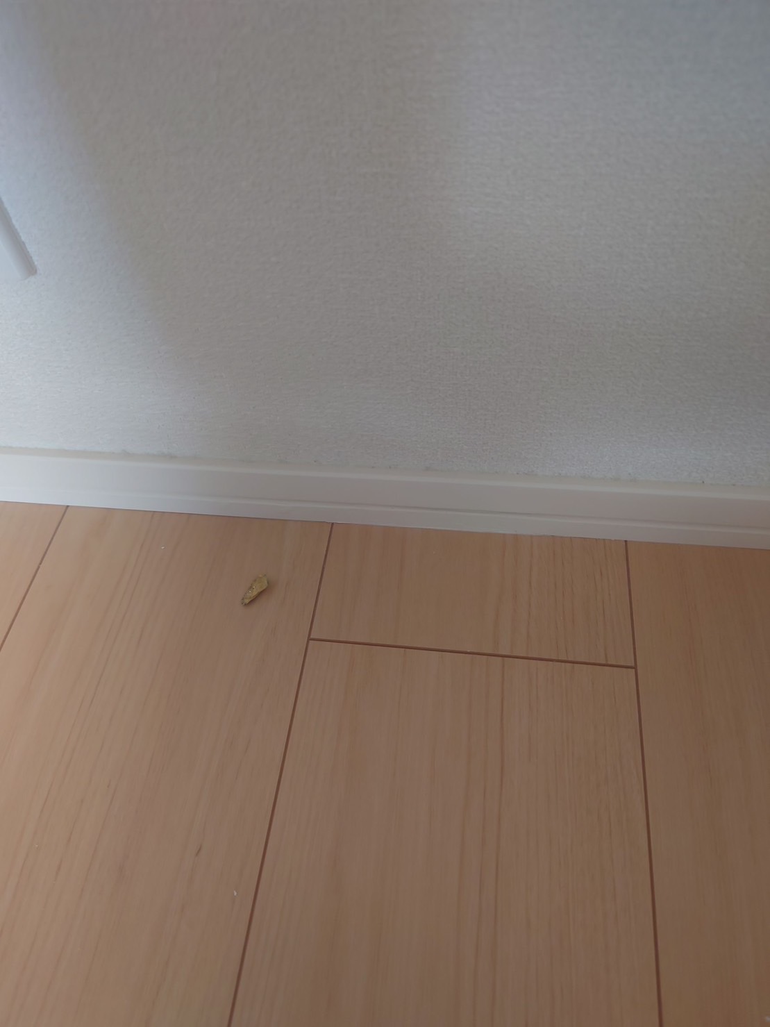 巾木補修 After